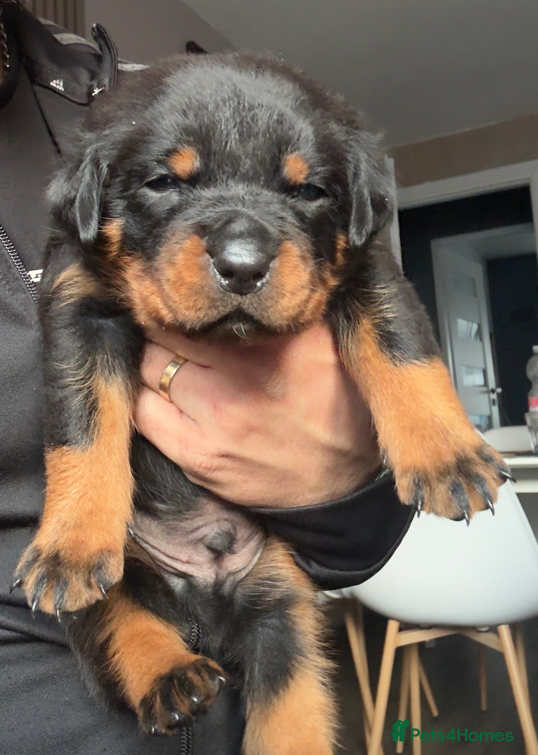 Rottweiler dogs Pure Rottweiler for Sale  - Advert 5