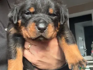 Rottweiler dogs Pure Rottweiler for Sale - Advert 5