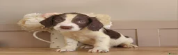 English Springer Spaniel dogs for sale: Beautiful English Springer spaniel pups - Advert 12