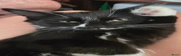 Turkish Angora cats for sale: Black pearl girl and charming boy waiting for you. - Advert 2