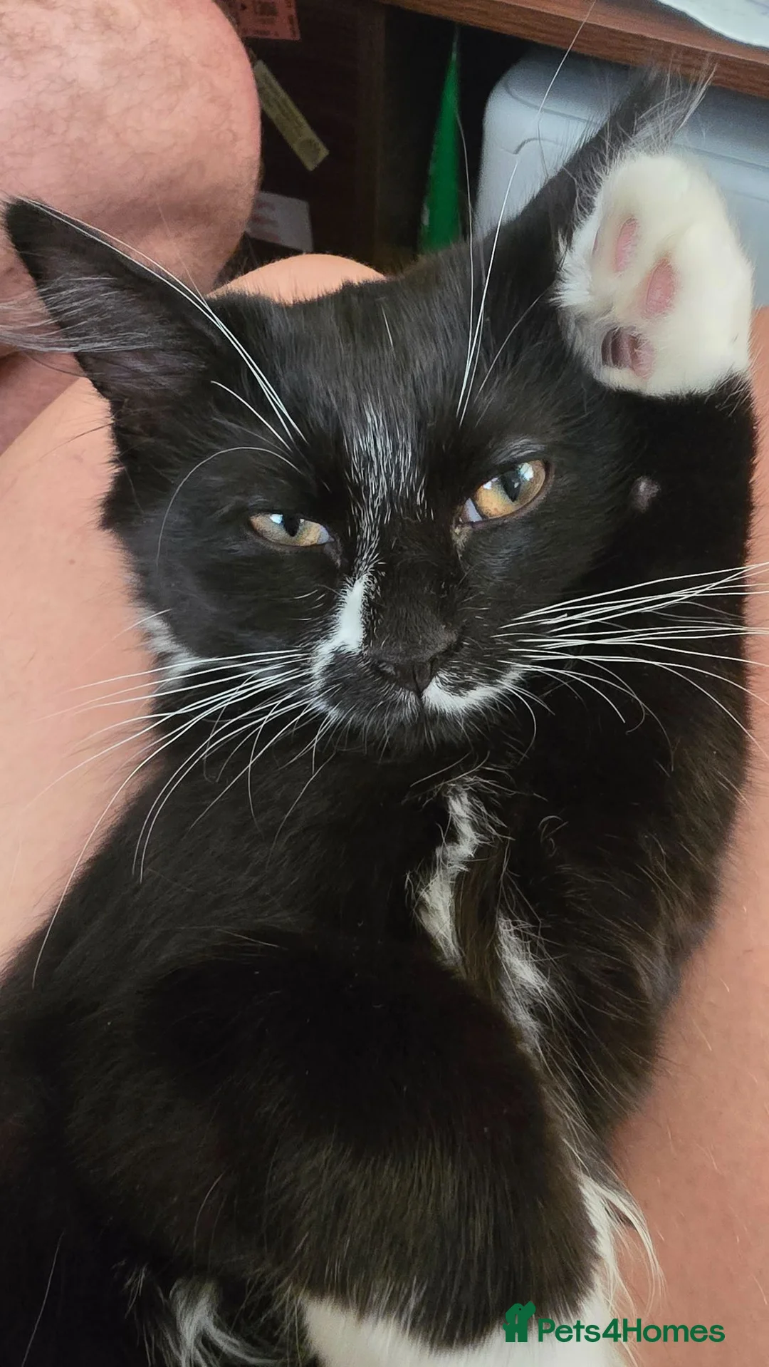 Turkish Angora cats for sale: Black pearl girl and charming boy waiting for you. - Advert 2