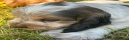 Cocker Spaniel dogs for sale: Stunning KC Reg Show type Cocker Spaniel puppies  - Advert 16