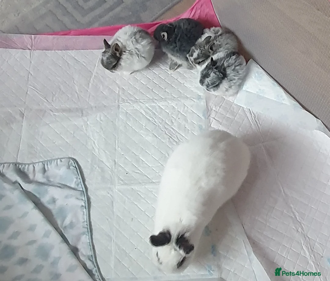 Netherland Dwarf rabbits for sale: 4 Beautiful Netherland Dwarf Buns in Pinner - Advert 18