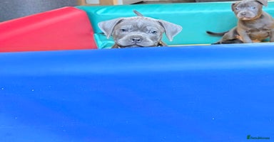 Staffordshire Bull Terrier dogs - Advert 2