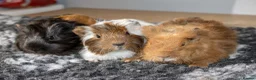 Guinea Pig rodents for sale: Stunning baby guinea pigs  - Advert 3