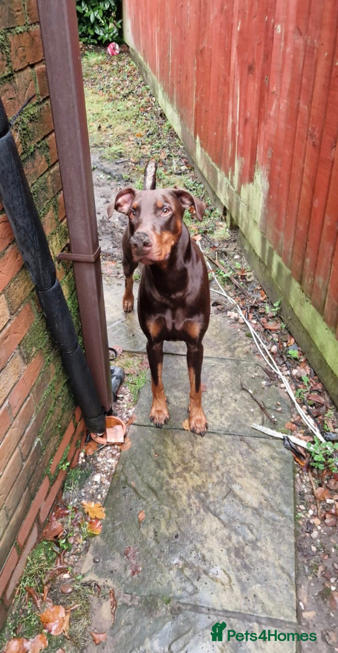 Dobermann dogs for sale: Loving, kind Dobermann in need of a new home - Advert 5