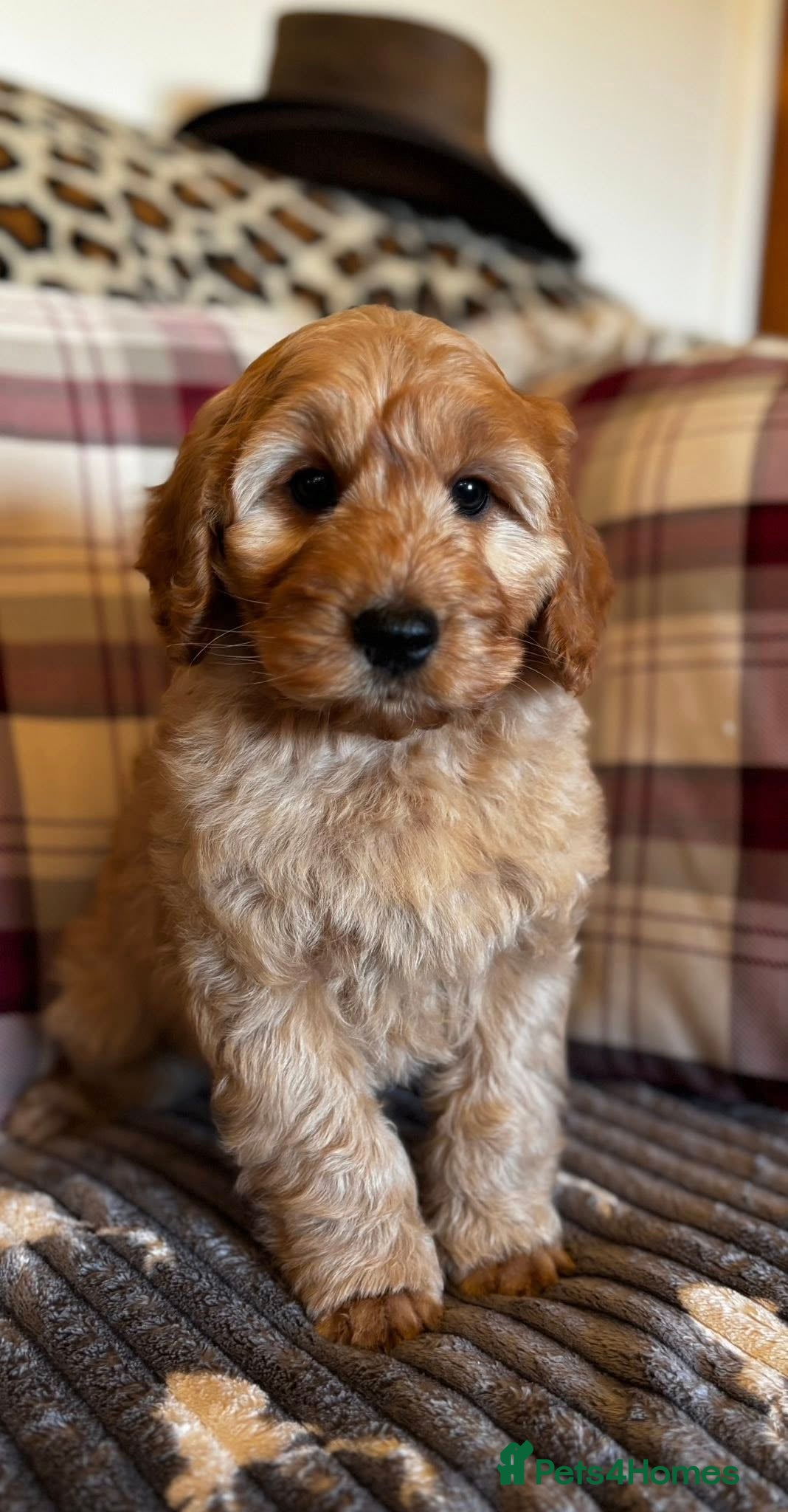 Cockapoo dogs  Hugo F1 Gold 5star health tests-Ready Now!  - Advert 1