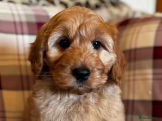 Cockapoo dogs Hugo F1 Gold 5star health tests-Ready Now! - Advert 1