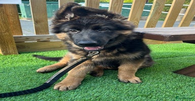 German Shepherd dogs - Advert 8