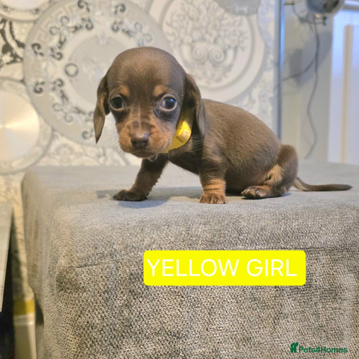 Miniature Dachshund dogs KC Registered Miniature Dachshund Puppies  - Advert 2
