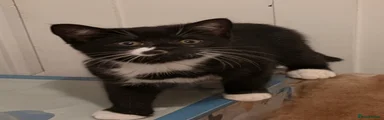 Mixed Breed kitten 4
