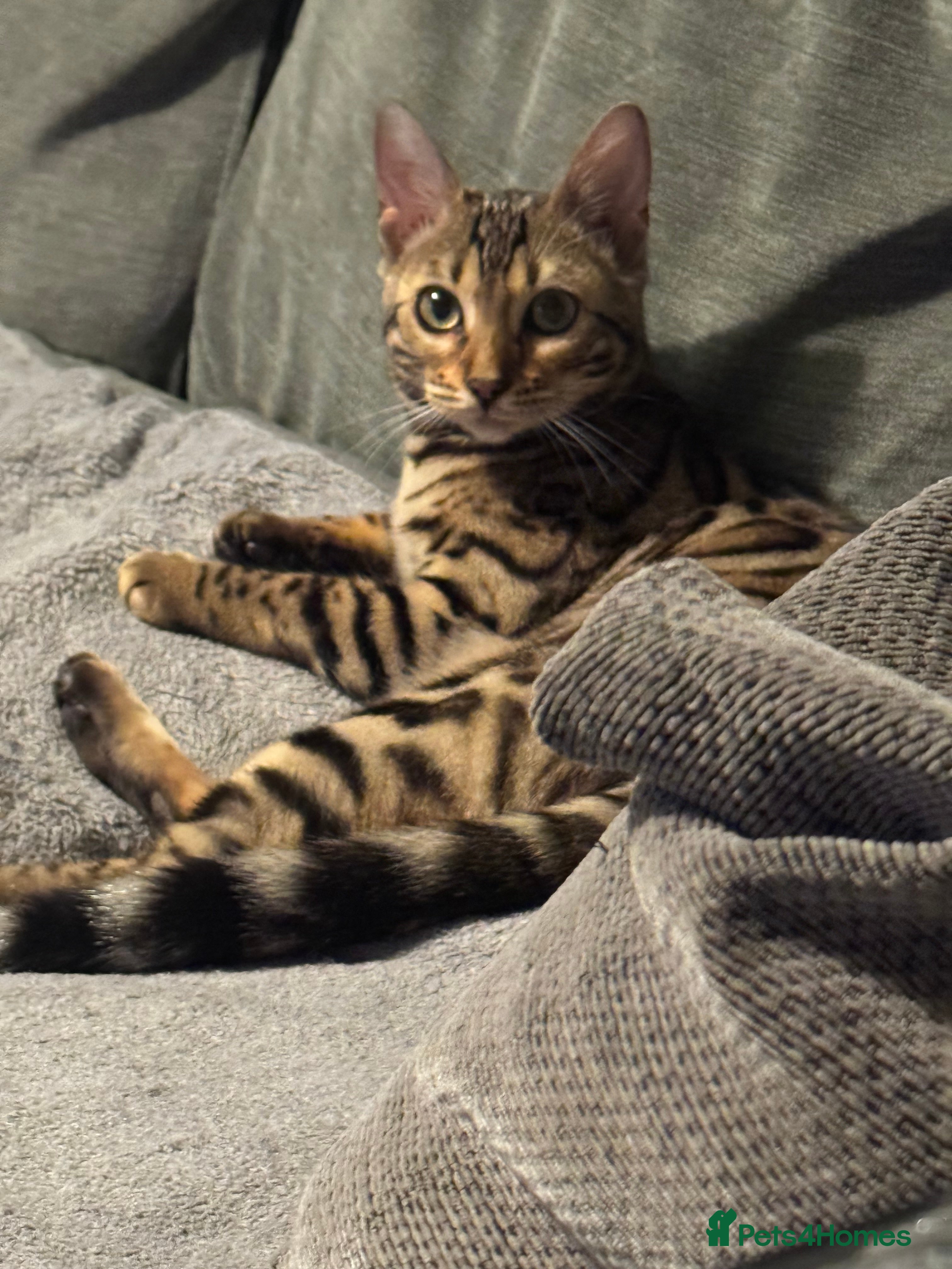 Bengal cats Beautiful girl  - Advert 17