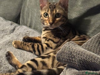 Bengal cats Beautiful girl - Advert 1