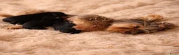 Yorkshire Terrier dogs for sale: ❣️ Beautiful Miniature Yorkshire Terrier Puppies❣️ - Advert 3