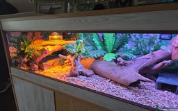Python Snake reptiles for sale: Banana pastle royal python male and full set up - Image 2