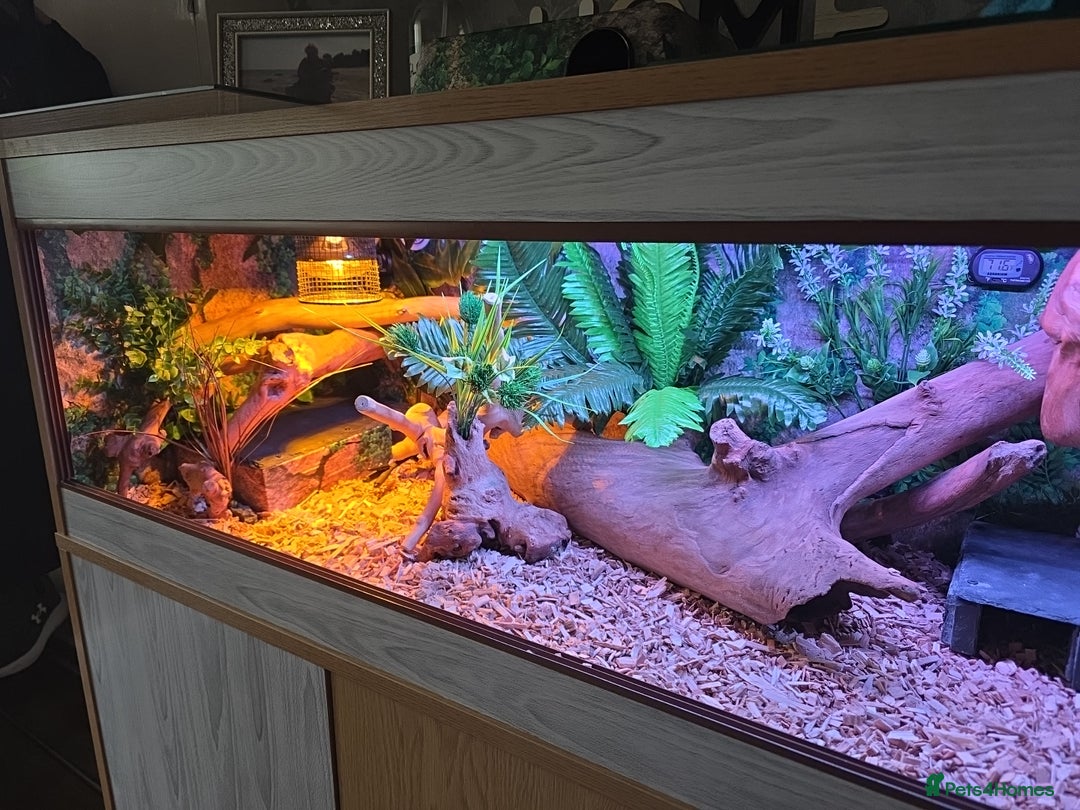 Python Snake reptiles for sale: Banana pastle royal python male and full set up - Image 2