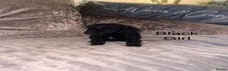 Cockapoo dogs for sale: Cuddly Curly Cockapoo puppies - ready for new 🏠  - Advert 5