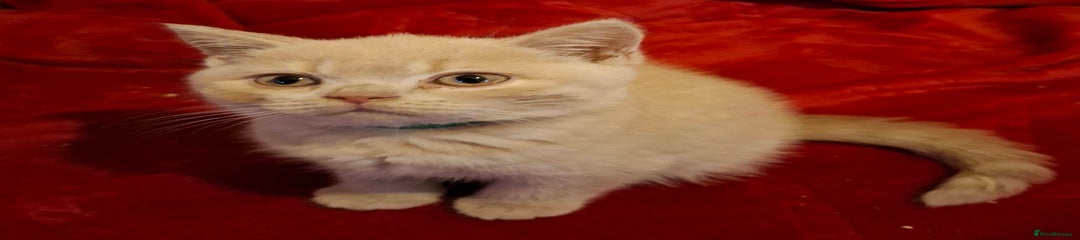 British Shorthair Kitten 1