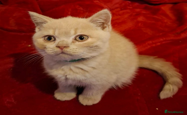 British Shorthair cats - Advert 7