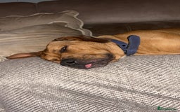 Mixed Breed dogs for sale: CHUNK - 8months old beauty - Image 9