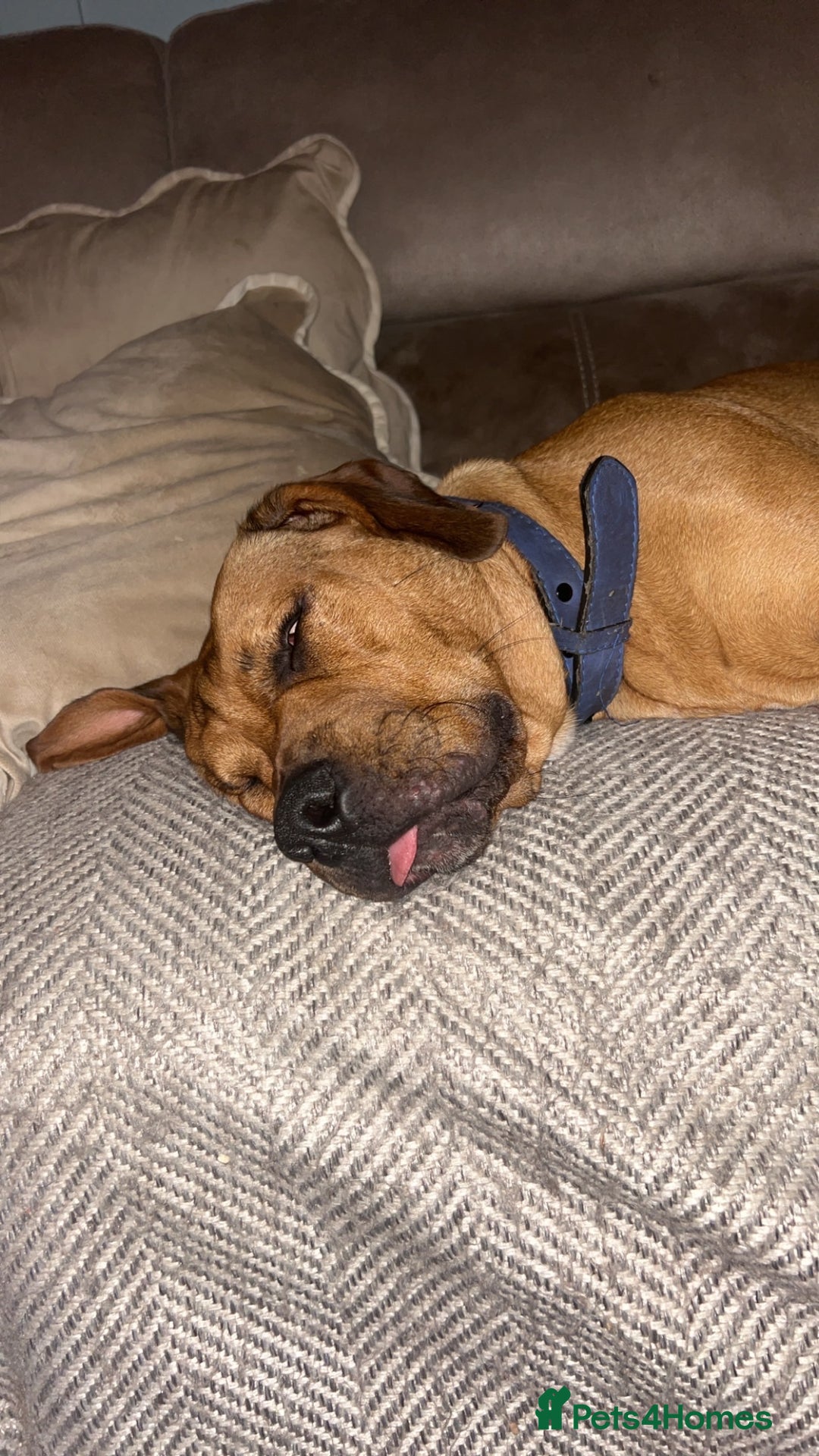 Mixed Breed dogs for sale: CHUNK - 8months old beauty - Image 9