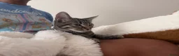 Mixed Breed cats for sale: Friendly female kitten  - Advert 8