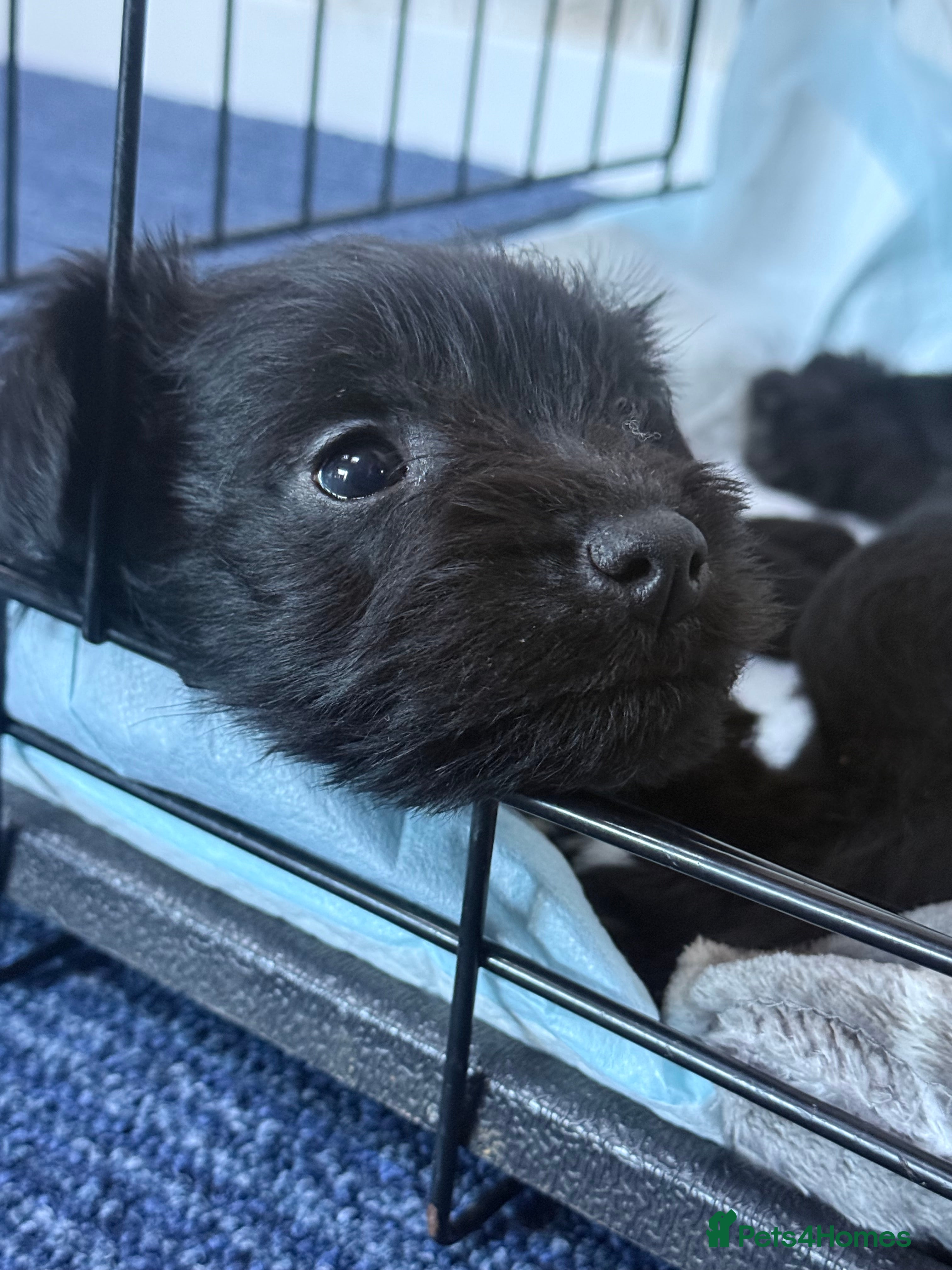 Miniature Schnauzer dogs Pisaliebrig Scnauzers.   KC registered puppy male - Advert 2