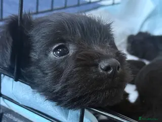 Miniature Schnauzer dogs Pisaliebrig Scnauzers. KC registered puppy male - Advert 2