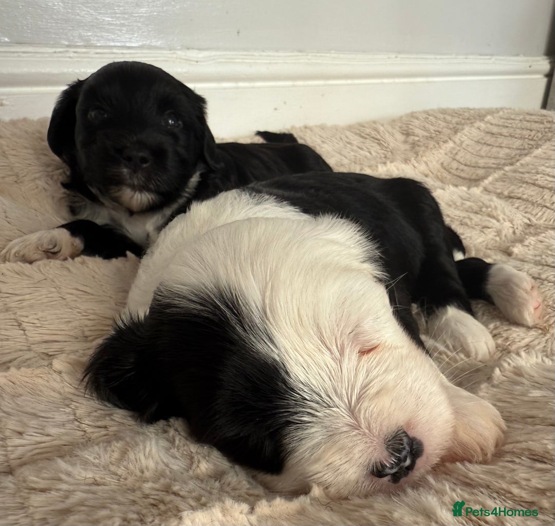 Tibetan Terrier dogs for sale: Tibetan Terrier puppies for sale  - Image 18