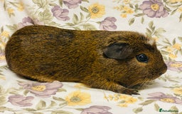 Guinea Pig rodents for sale: Beautiful mix of baby male Guineapigs  - Advert 23