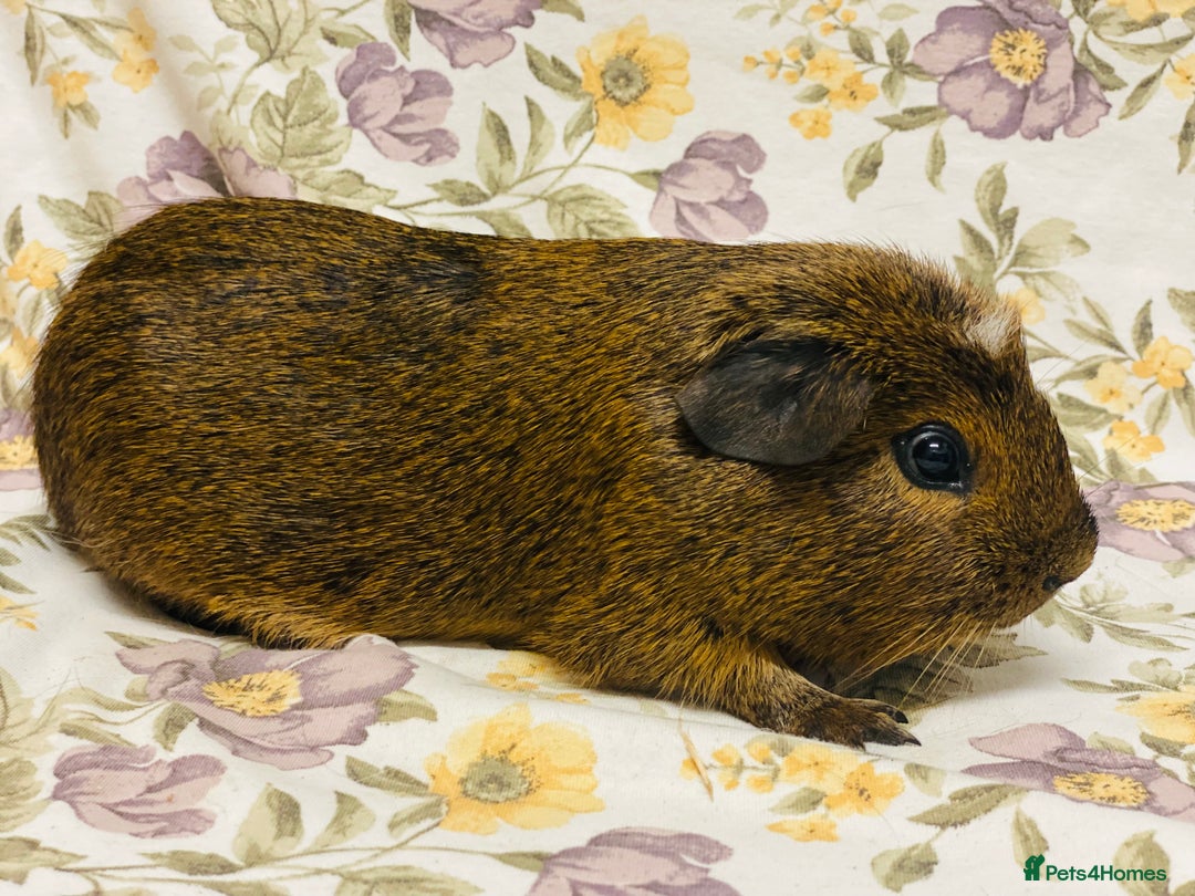 Guinea Pig rodents for sale: Beautiful mix of baby male Guineapigs  - Advert 23