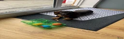 Dachshund dogs for sale: Whire haired dachshund puppy  - Advert 5