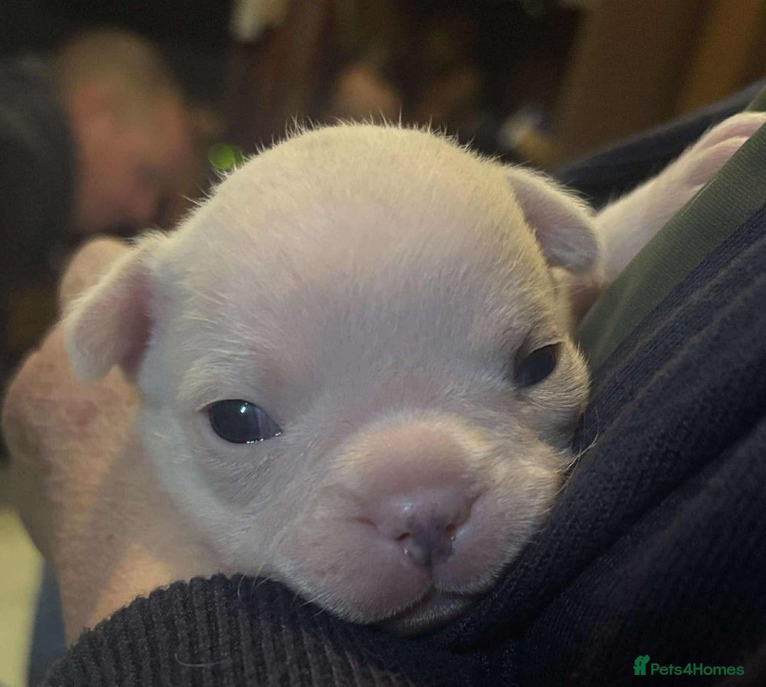 French Bulldog dogs for sale: Kc registered french bulldog puppies - Image 25