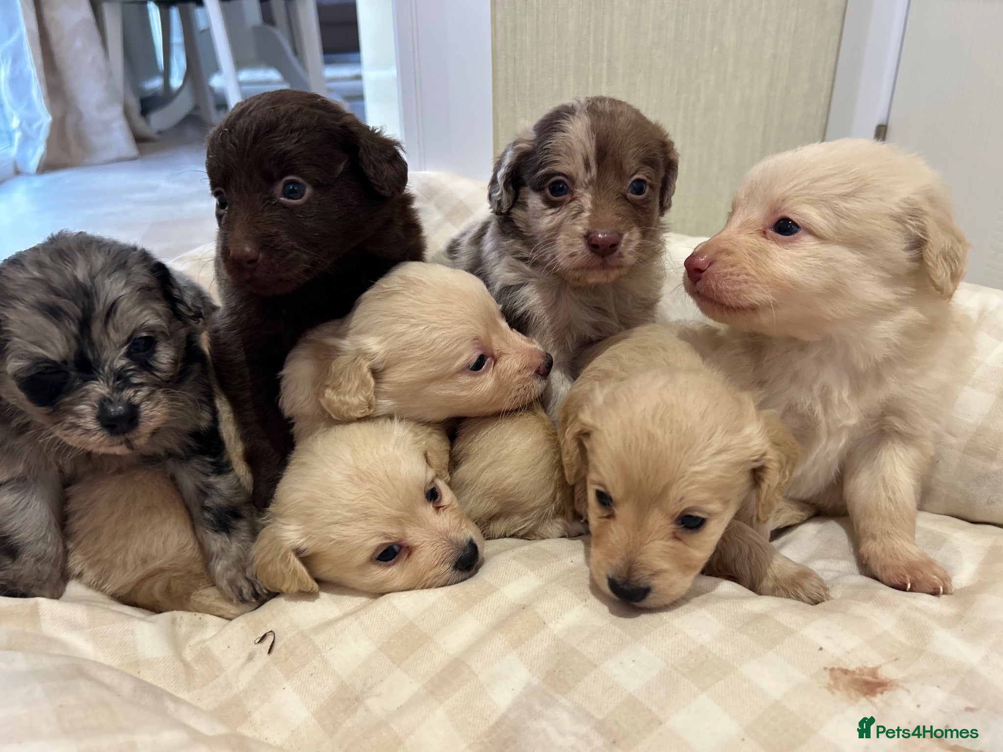 Mixed Breed dogs Pomapoos  - Advert 3