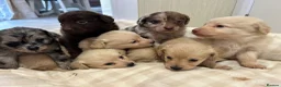 Mixed Breed dogs for sale: Pomapoos  - Advert 1