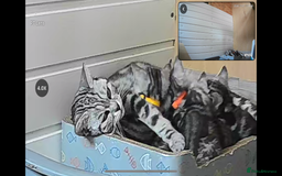 British Shorthair cats for sale: British Shorthair Stunning Kittens - Image 9