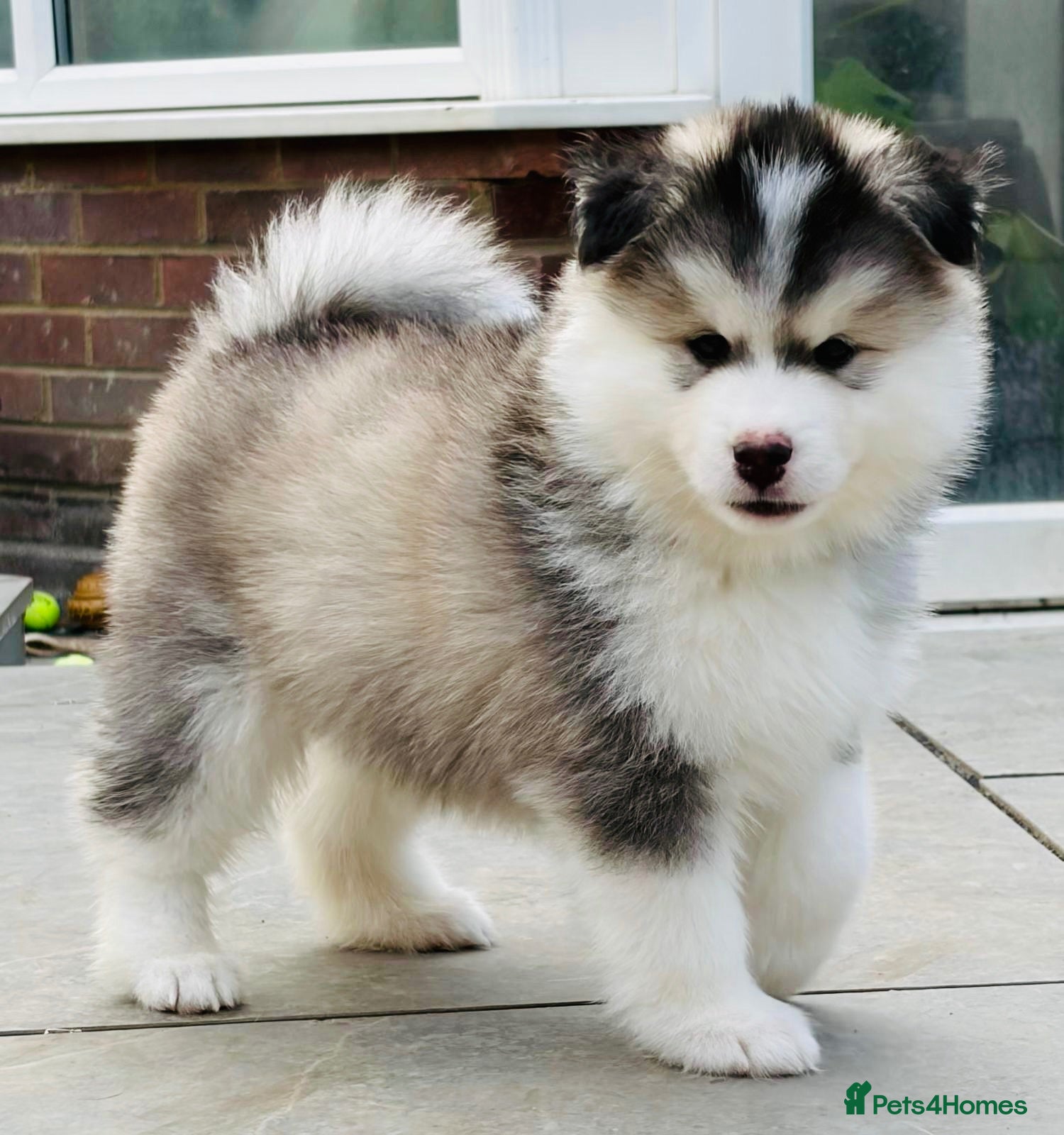 Pomsky dogs Stunning F3 Pomsky Puppies - Advert 1