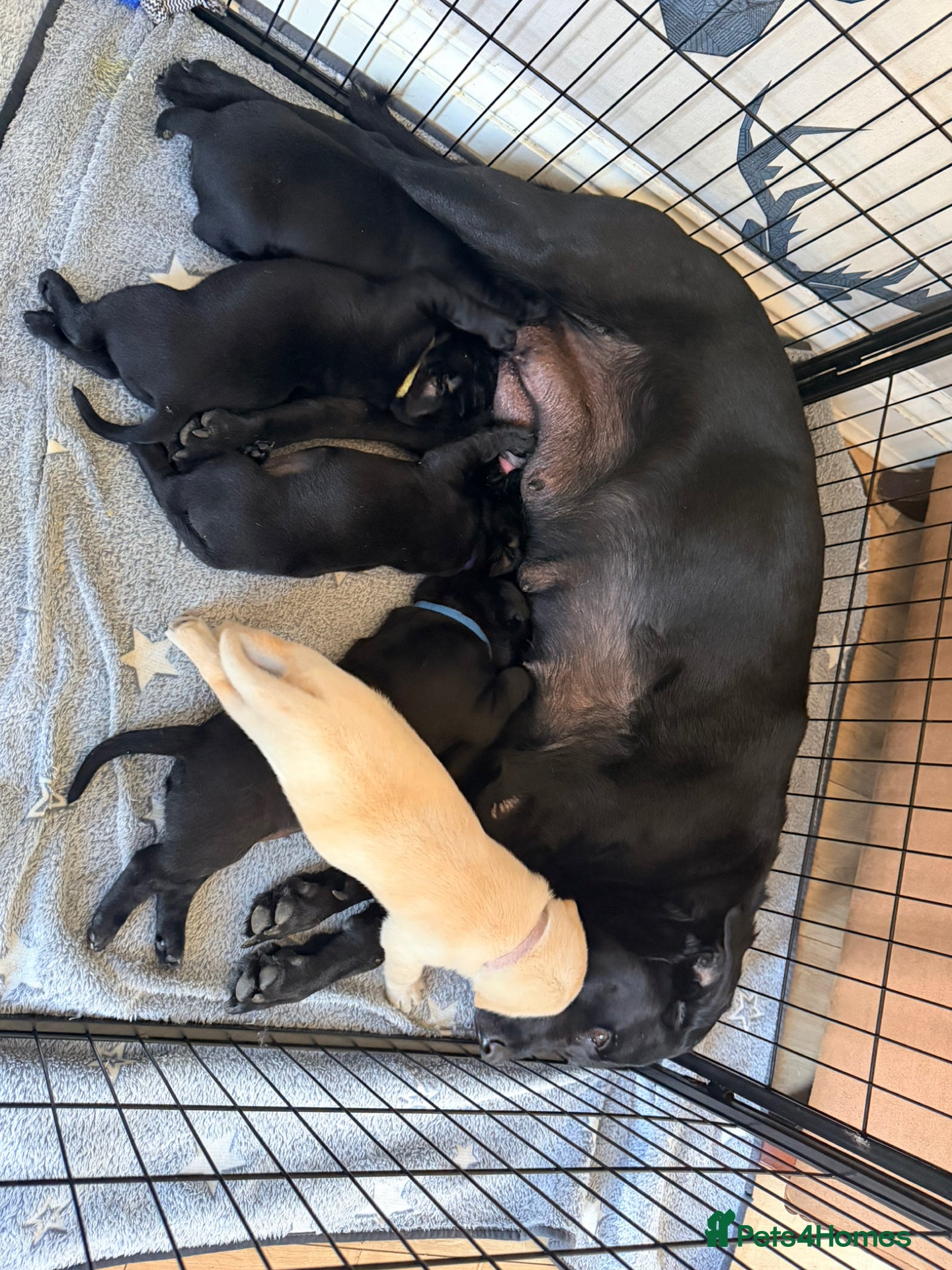 Labrador Retriever dogs stunning working line labrador retriever puppies - Advert 1