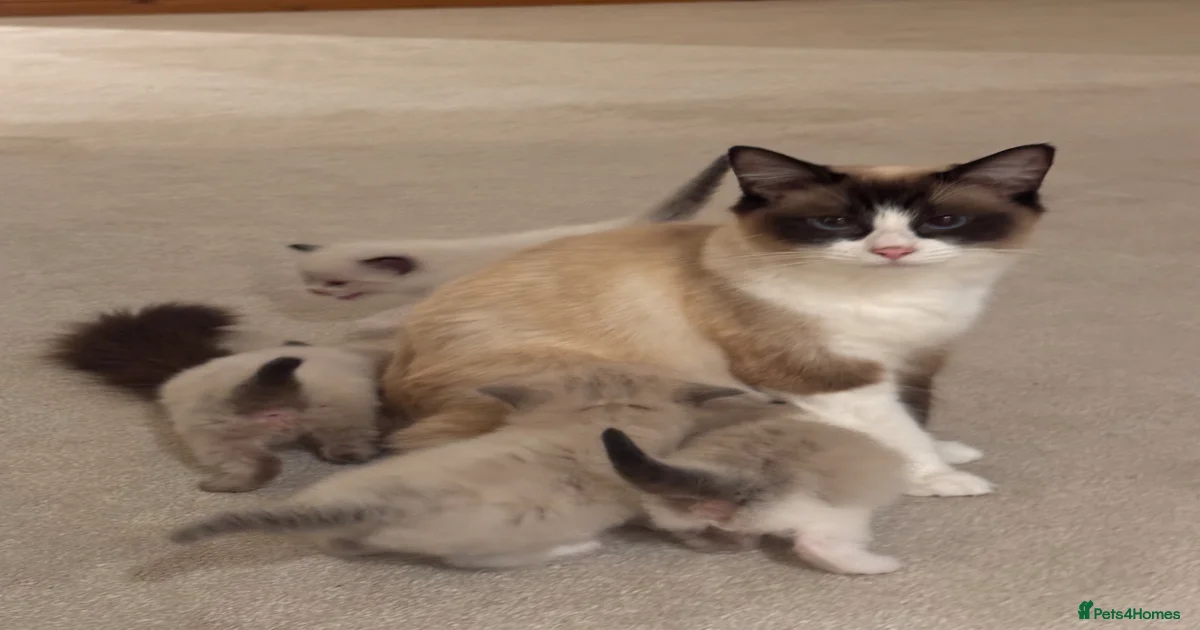 Ragdoll Kittens for sale in Warwick | Pets4Homes