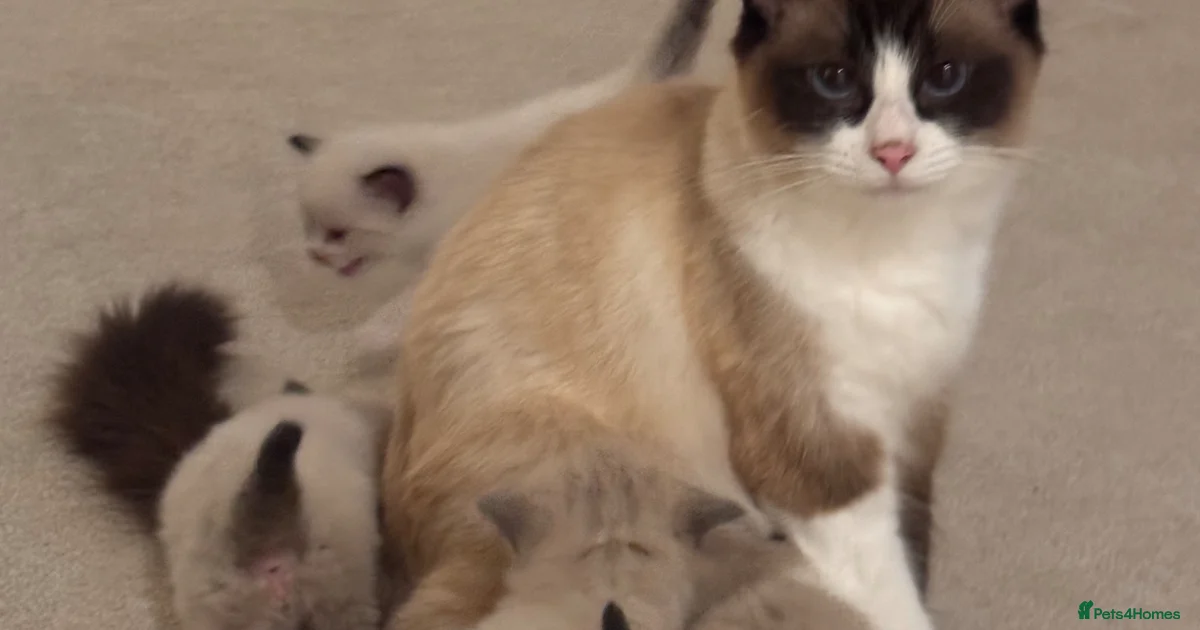 Ragdoll Kittens for sale in Warwick | Pets4Homes