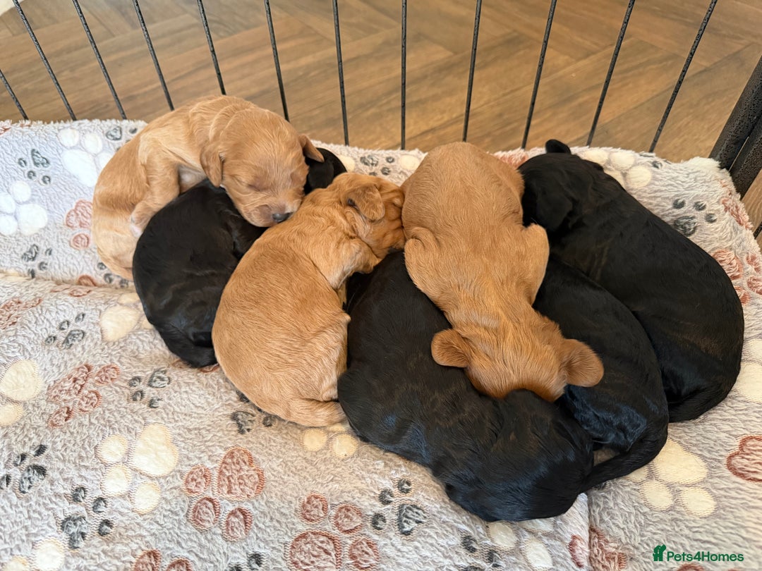 Cavapoo dogs for sale: 🐶 Beautiful Cavapoo Puppies – Ready 3rd March - Advert 1