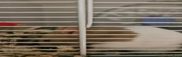 Hamster rodents for sale: Female syrian hamster with set up - Advert 3