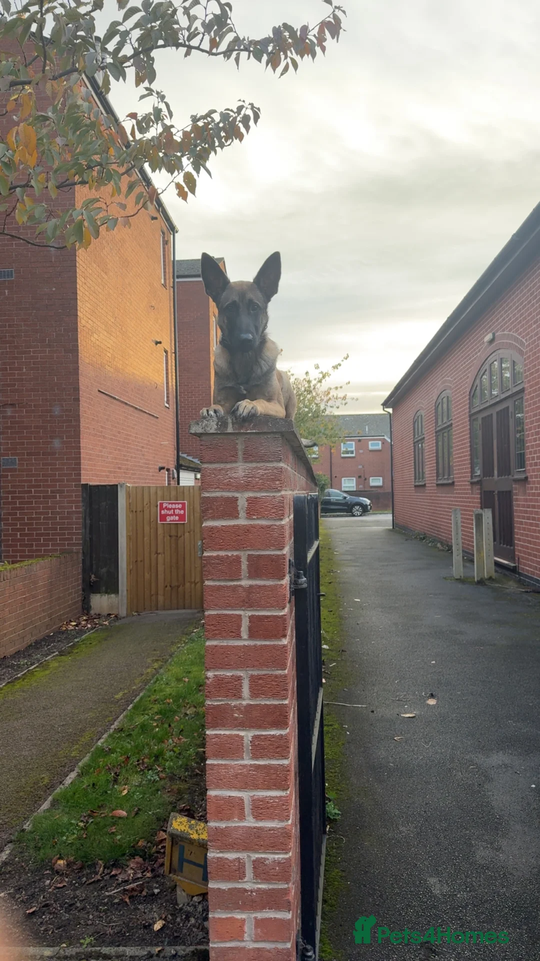 Belgian Shepherd Dog dogs for sale: 9 month Belgian Malinois up for sale (offers) - Advert 4