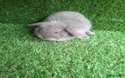 Mini Lion Lop rabbits for sale: MINI LOP DOES - Image 4