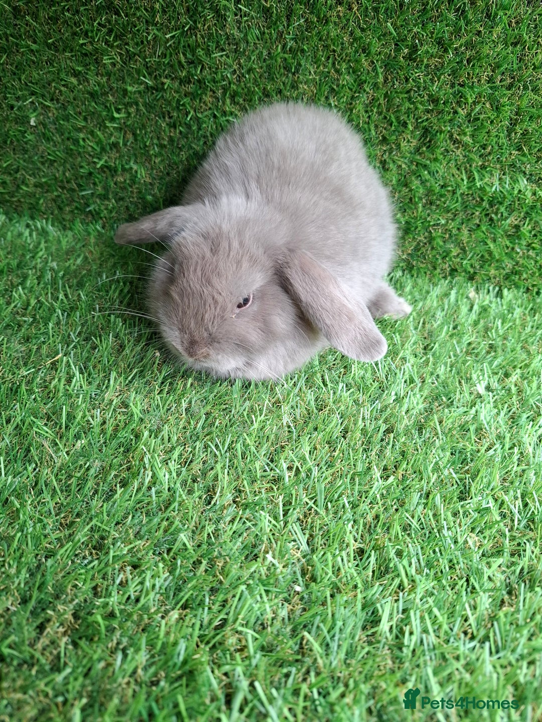 Mini Lion Lop rabbits for sale: MINI LOP DOES - Image 4