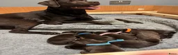 Labrador Retriever dogs for sale: 9 stunning KC reg chocolate lab puppies - Advert 3