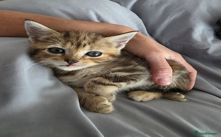 Domestic Shorthair cats - Advert 10