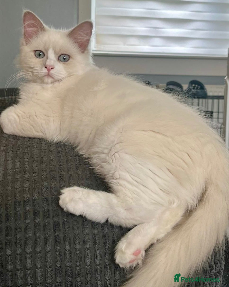 Ragdoll cats Lilac Mink Cherubim Ragdoll KittenTICA Registered - Advert 4