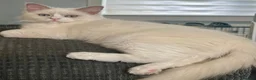 Ragdoll cats for sale: Lilac Mink Cherubim Ragdoll KittenTICA Registered - Advert 3