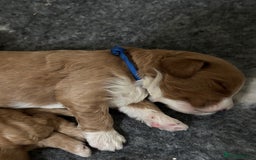 Australian Labradoodle dogs for sale: Pure Australian Labradoodle Puppies ready 30/09/25 - Image 29